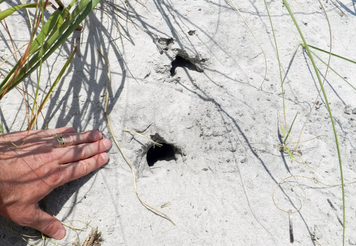Decoding Tybee's Seashell Holes, Tybee Island