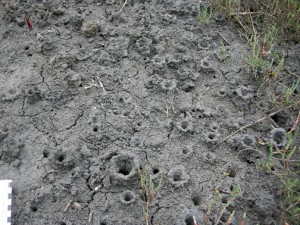 Georgia Salt Marshes: Places Filled with Traces | Life Traces of the ...