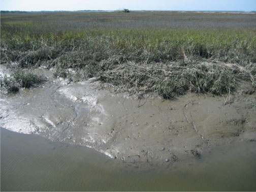 Georgia Salt Marshes: Places Filled with Traces | Life Traces of the ...