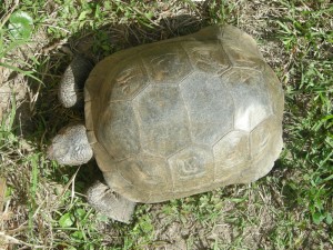 Gopher Tortoises, Making Deep and Meaningful Burrows | Life Traces of ...