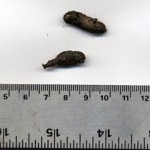 feces | Life Traces of the Georgia Coast