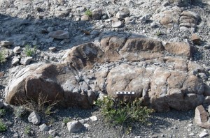 velociraptor tracks